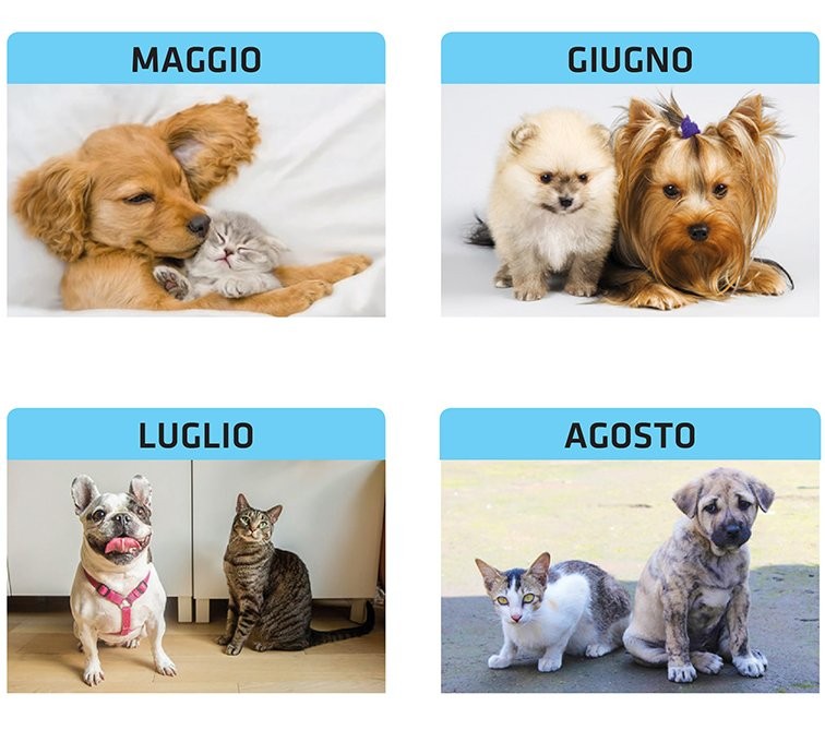Calendari cani e gatti personalizzati 2024 ❤️ AGM